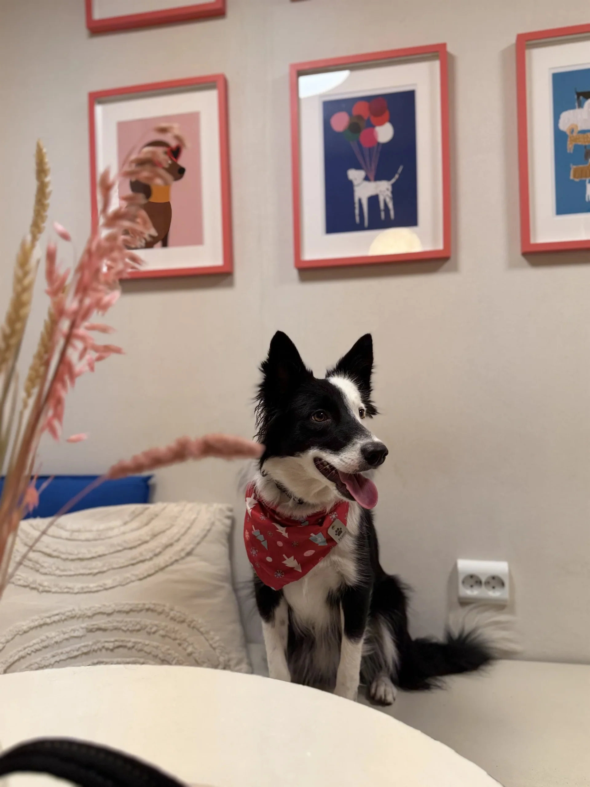 Perrisimo Dog Café Bar Retiro Madrid